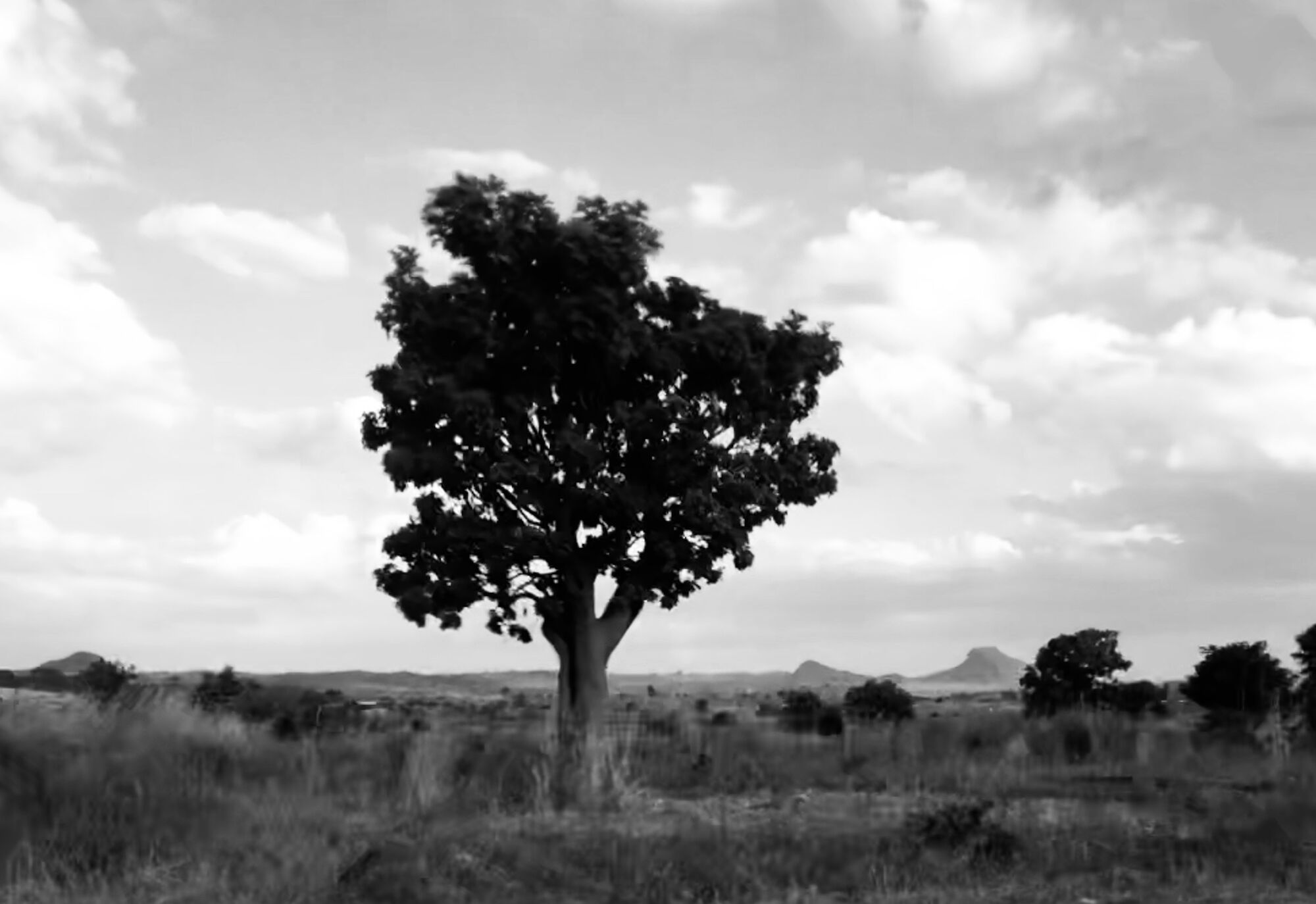 Black-and-white photograph of a lone tree on open savanna — by Francisco Queirós