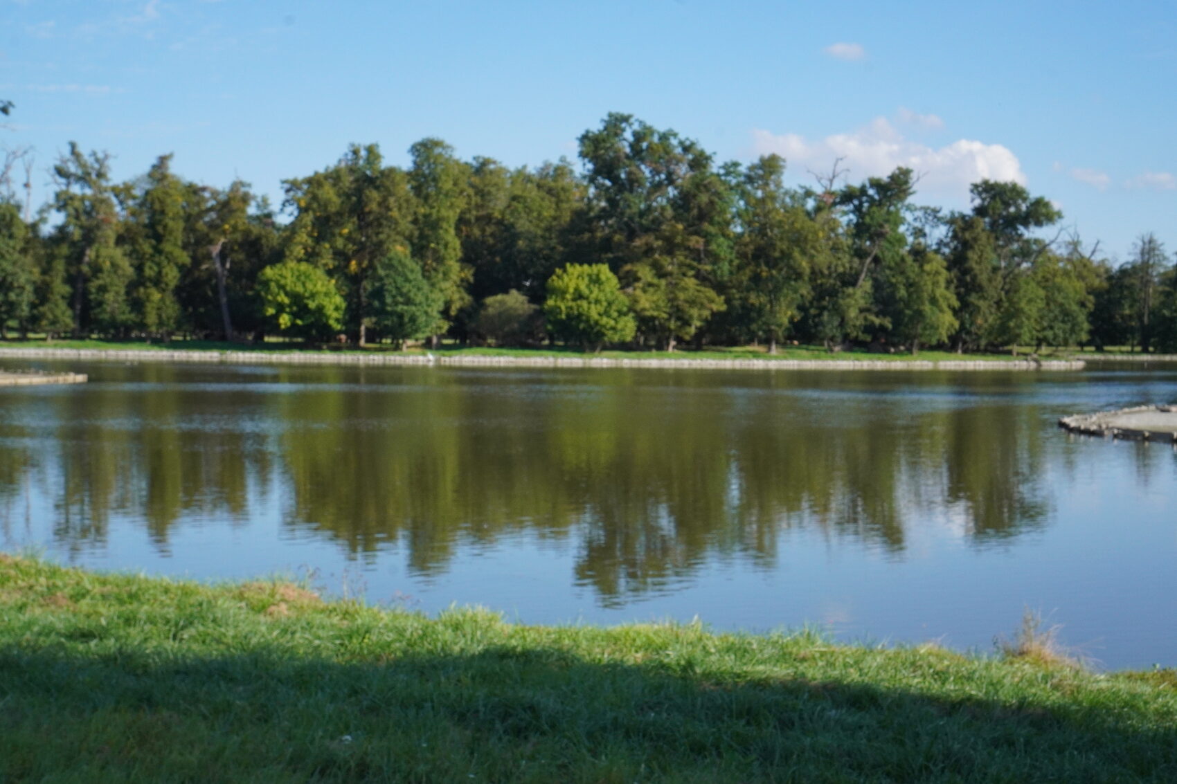 Calm green lake lined with trees